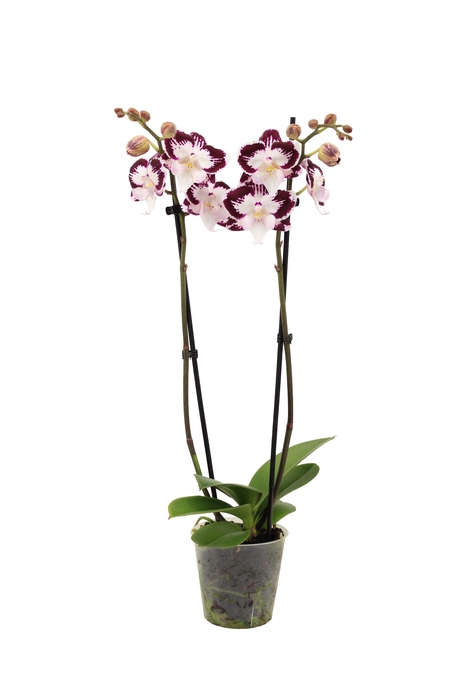 <h4>Phal Lilo 2T14+</h4>