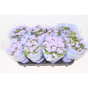 AGERATUM P14