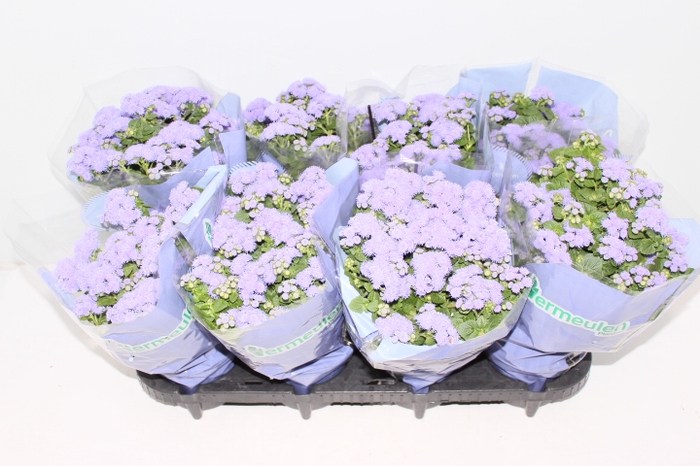 AGERATUM P14