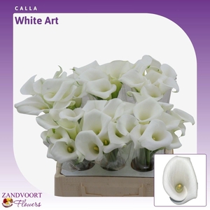 Calla White Art