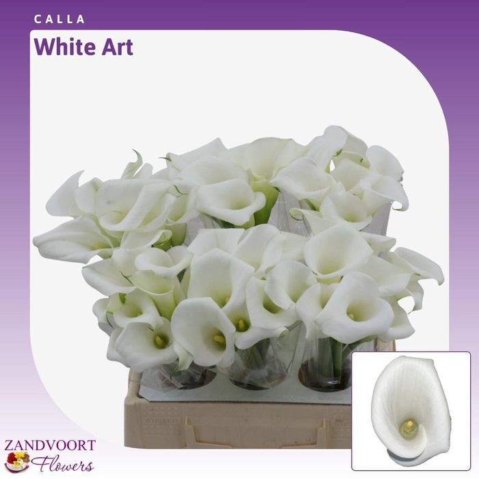 <h4>Calla White Art</h4>