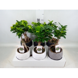 Ficus microcarpa 'Ginseng'