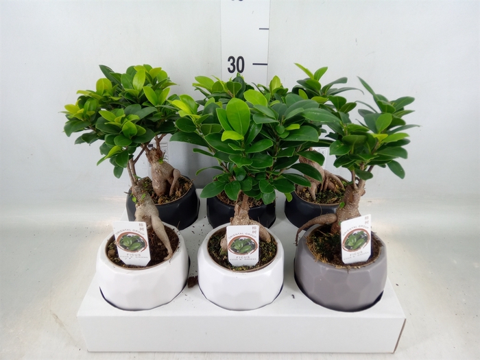 <h4>Ficus microcarpa 'Ginseng'</h4>