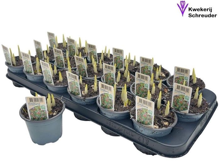 <h4>FRITILLARIA OV</h4>