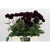 Dahlia Dark Prince
