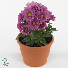 216 : Pot 33 cm Chrysant ROZE diam. 70+