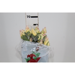ROSA AMBIANCE 060 CM ESTUFA