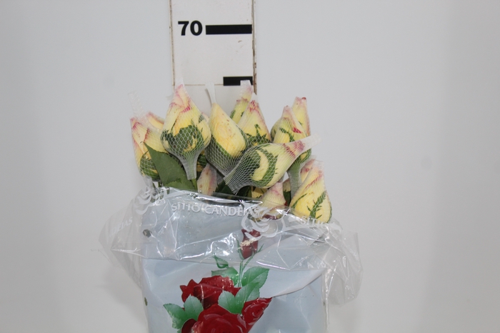 ROSA AMBIANCE 060 CM ESTUFA