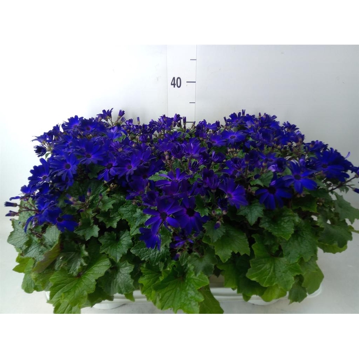 <h4>Pericallis cr. 'Senetti Blue Deep'</h4>