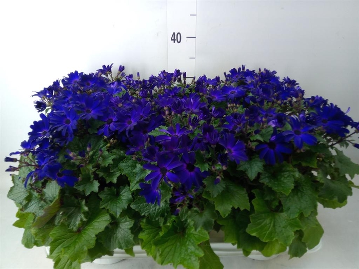 <h4>Pericallis cr. 'Senetti Blue Deep'</h4>