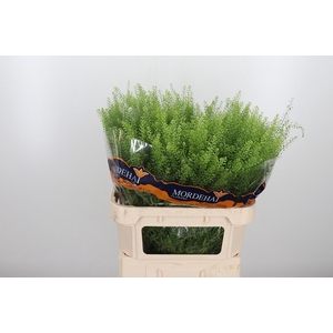 Lepidium Green Bell
