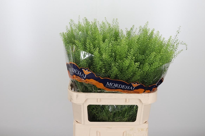 <h4>Lepidium Green Bell</h4>