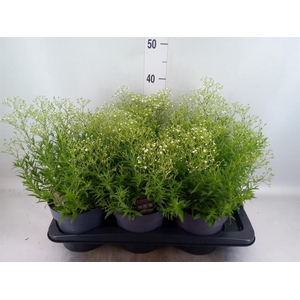 Gypsophila panic. 'Summer Sparkles'