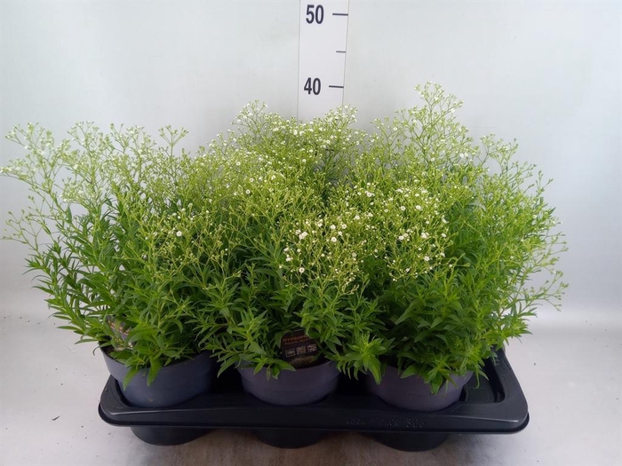 <h4>Gypsophila panic. 'Summer Sparkles'</h4>