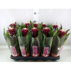 Guzmania  'Francesca'