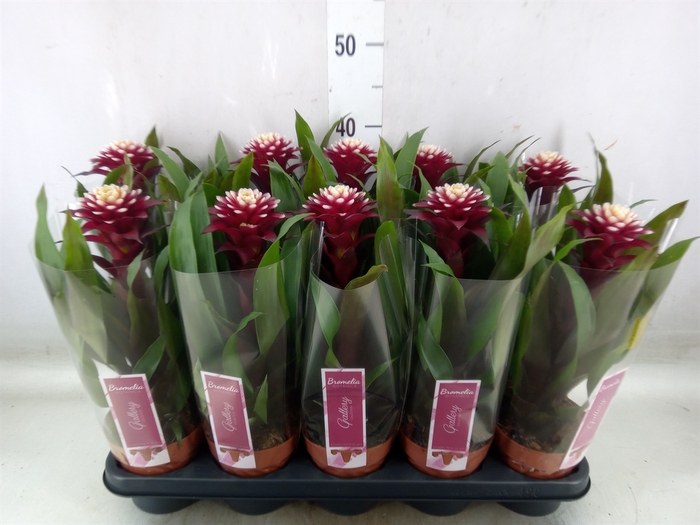<h4>Guzmania  'Francesca'</h4>