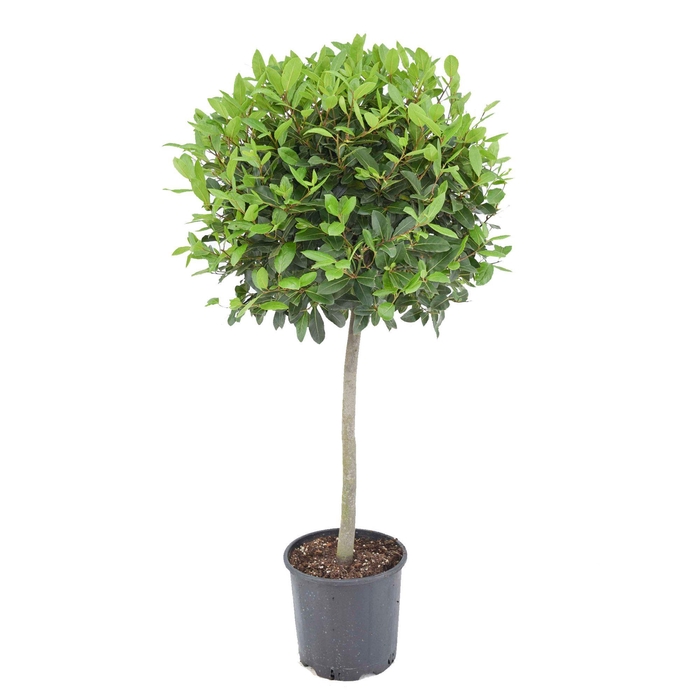 <h4>Laurus nobilis Bol op stam</h4>