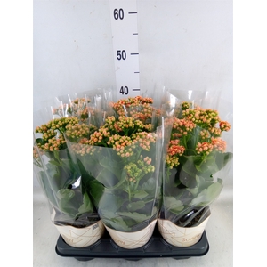 Kalanchoe  'Volcanic Orange'