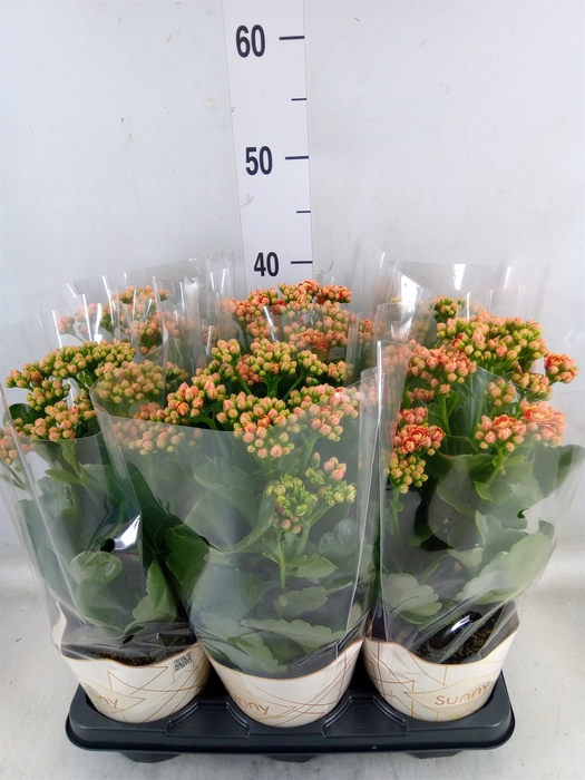 <h4>Kalanchoe  'Volcanic Orange'</h4>