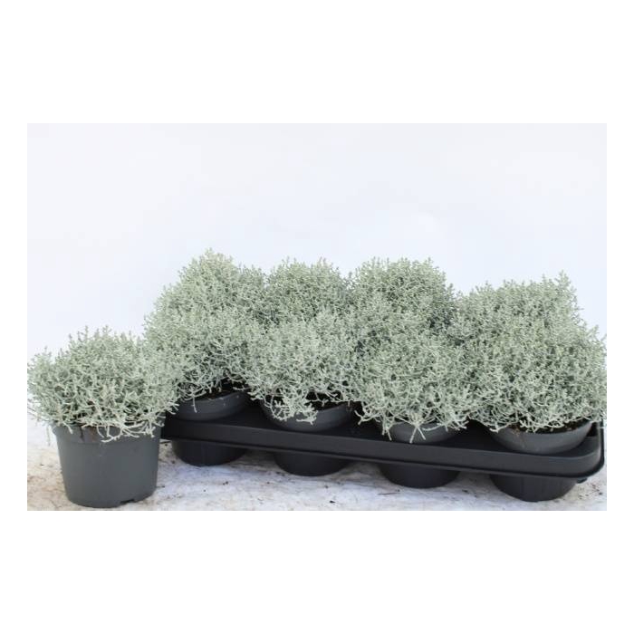 <h4>Leucophyta brownii (Calocephalus) 13Ø 20cm</h4>