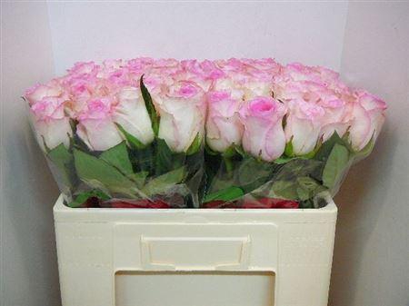 <h4>R Gr Mandala</h4>