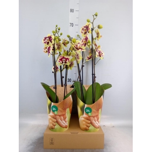 Phalaenopsis  'Ant Amadora'