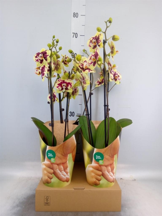 <h4>Phalaenopsis  'Ant Amadora'</h4>