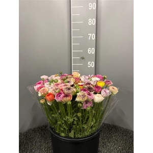 Ran Eleg Yellow Stripes