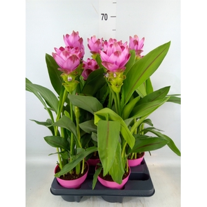 Curcuma alism. 'Siam Sanna'