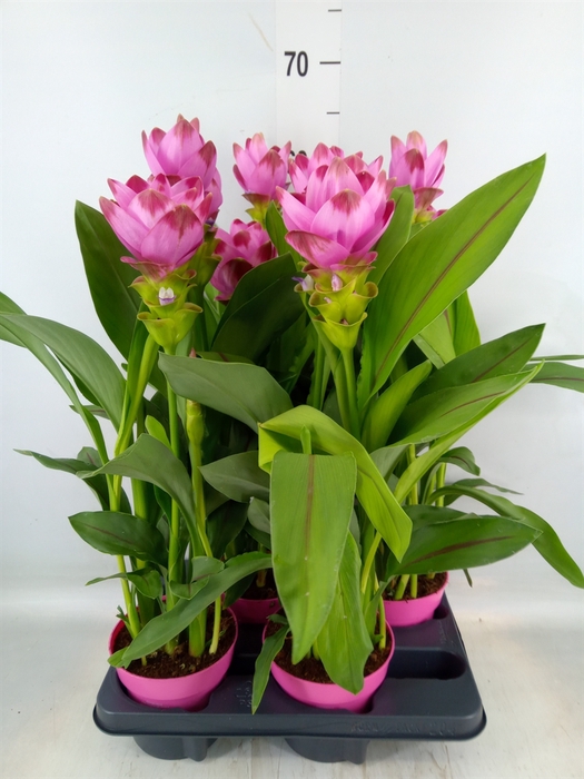 <h4>Curcuma alism. 'Siam Sanna'</h4>