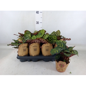 Calathea   ...