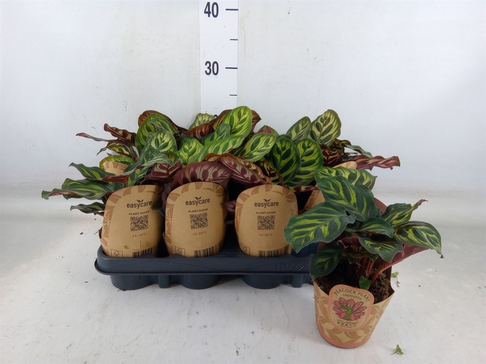 <h4>Calathea   ...</h4>