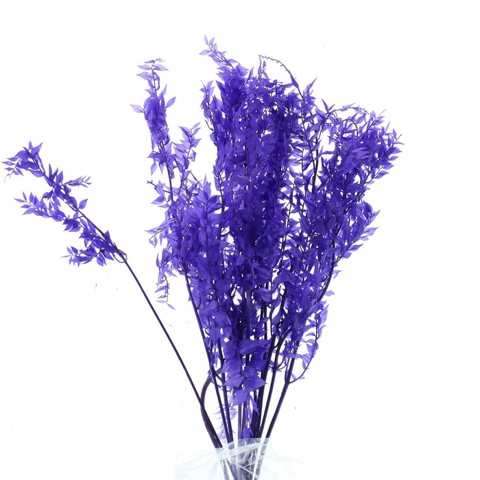 Pres Ruscus Soft Bleached Lavendel Per Stem