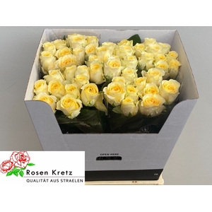 R GR BUTTERCUP