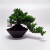 Juniperus Bonsai Cascade 22cm