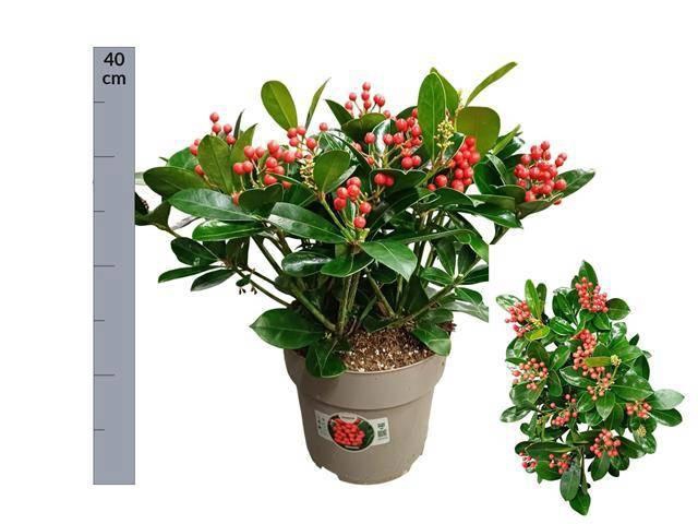 <h4>SKIM J VEITCHII</h4>