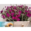 Lychnis Chalced St