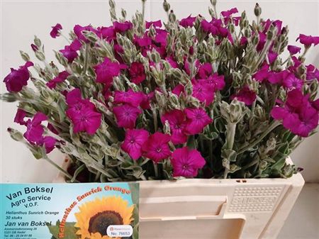 Lychnis Chalced St