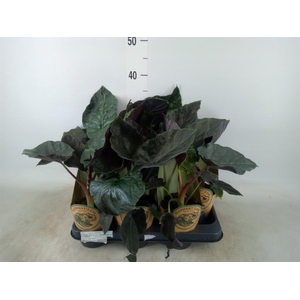 Alocasia   ...