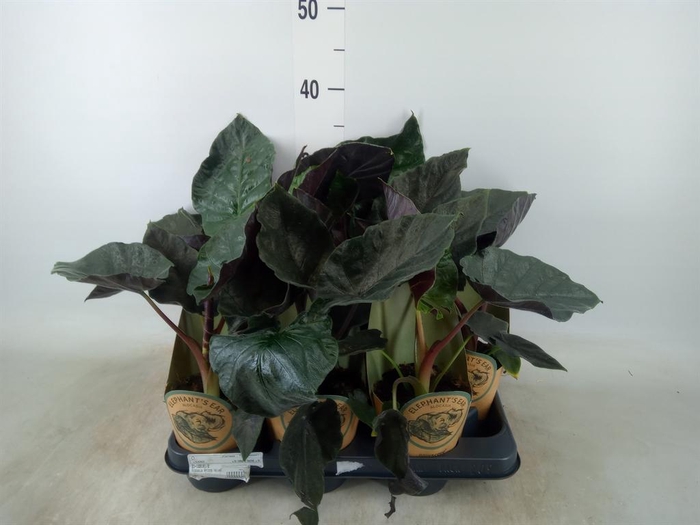 <h4>Alocasia   ...</h4>