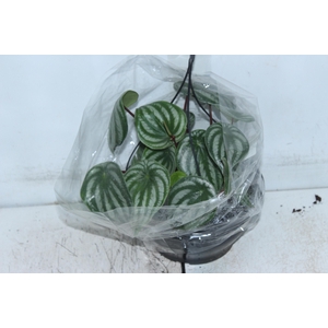 PEPEROMIA MELANCIA C21