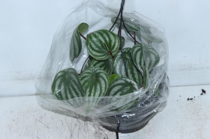 <h4>PEPEROMIA MELANCIA C21</h4>