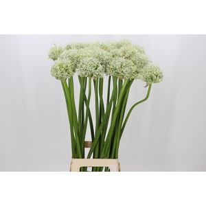 Allium Mount Everest