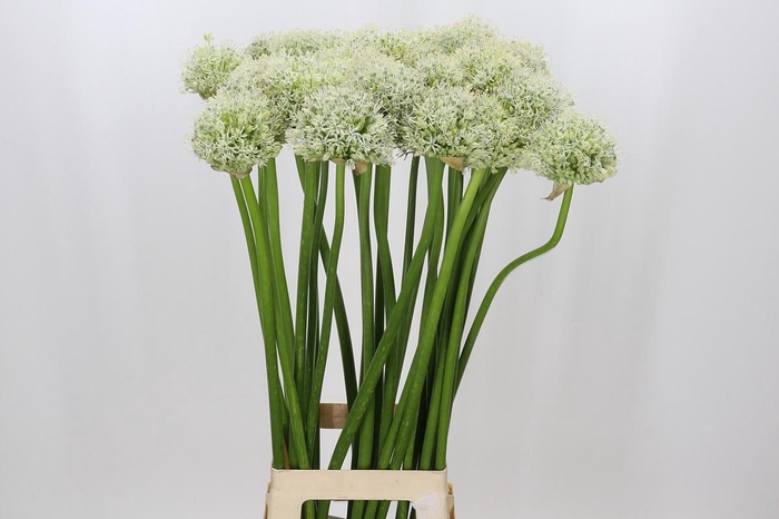 <h4>Allium Mount Everest</h4>