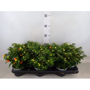 Solanum pseudocapsicum