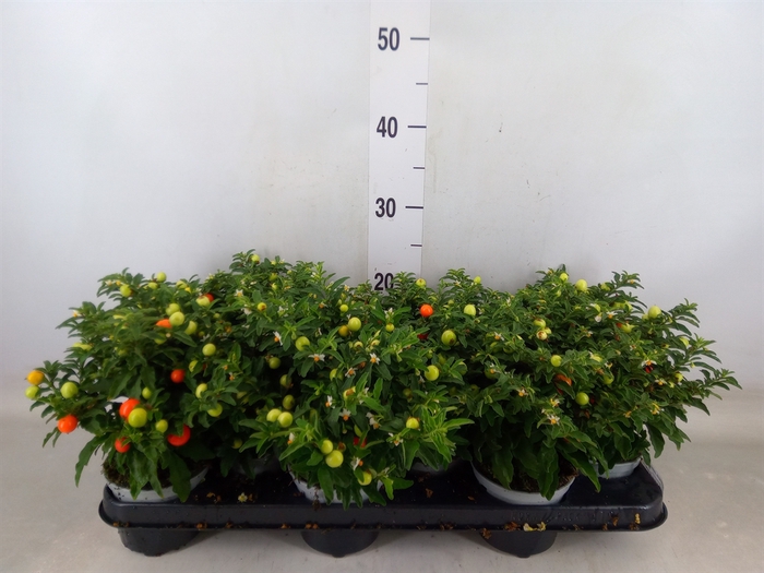 <h4>Solanum pseudocapsicum</h4>