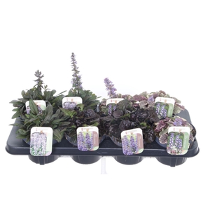 Ajuga reptans mix tray
