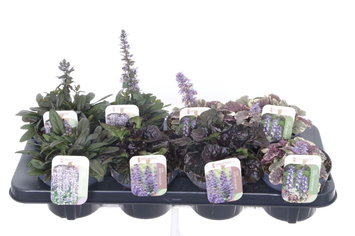 <h4>Ajuga reptans mix tray</h4>