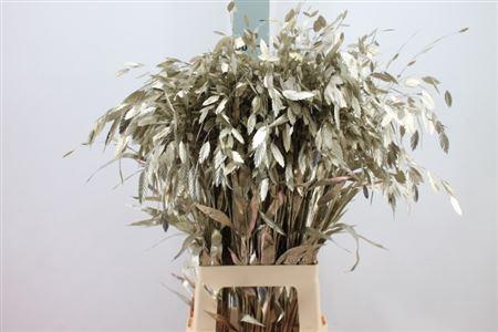 <h4>Chasmanthium Klb Platina</h4>