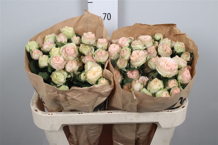 R Tr Gentle Trendsetter